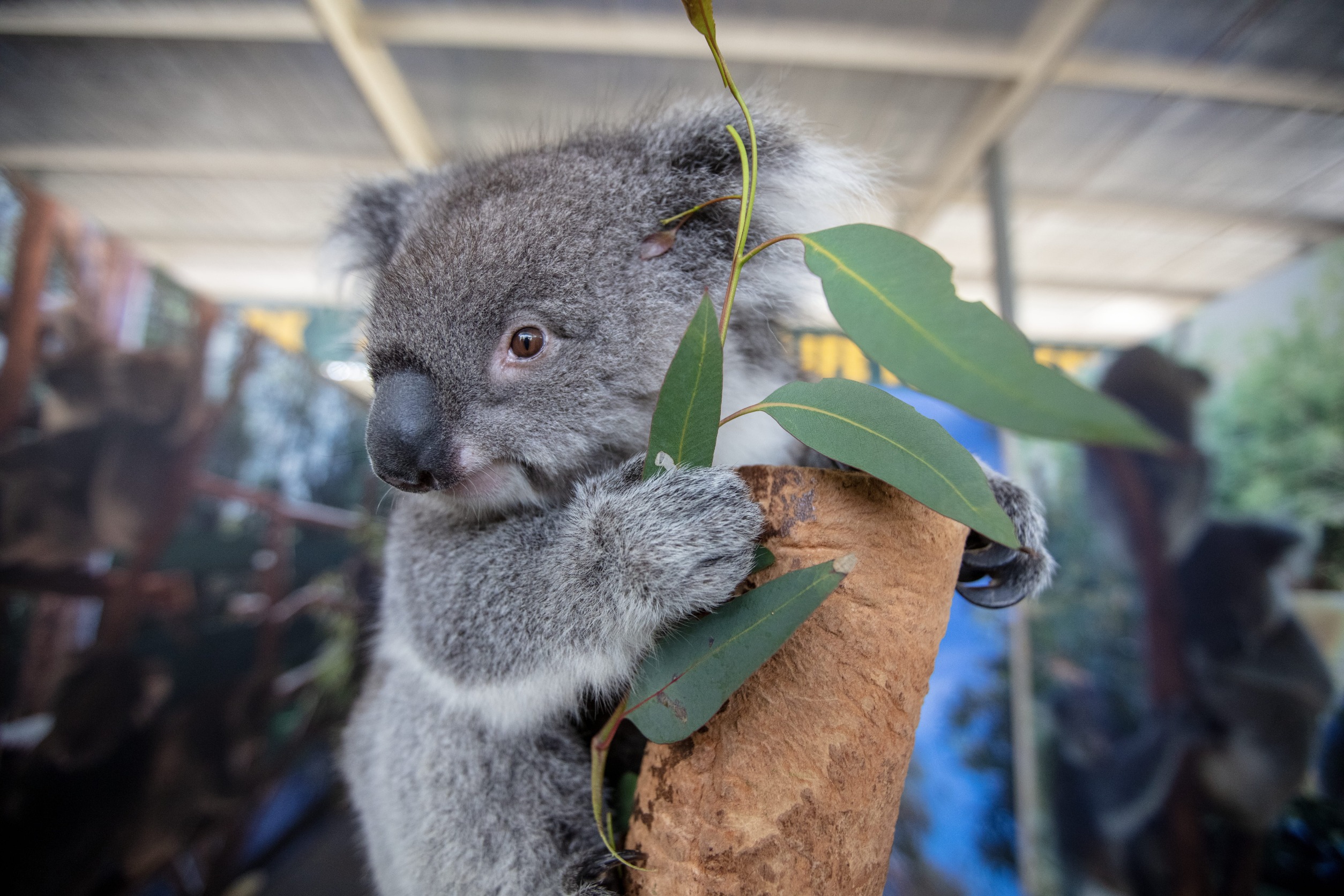 Caversham Wildlife Park