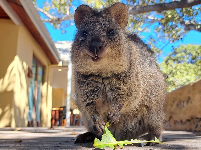 Rottnest Island