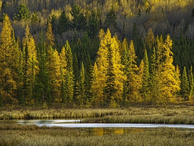 Algonquin Provincial Park
