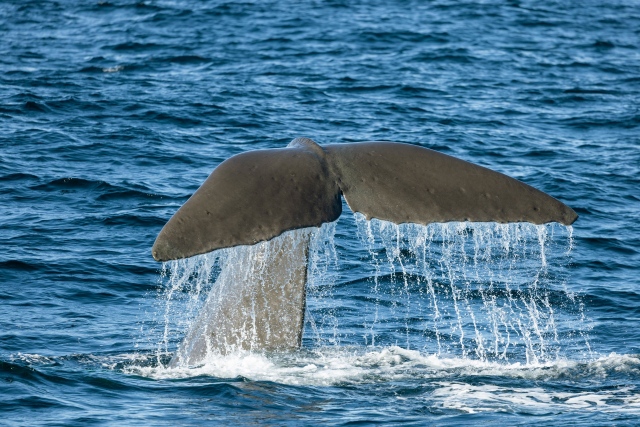 Kaikoura