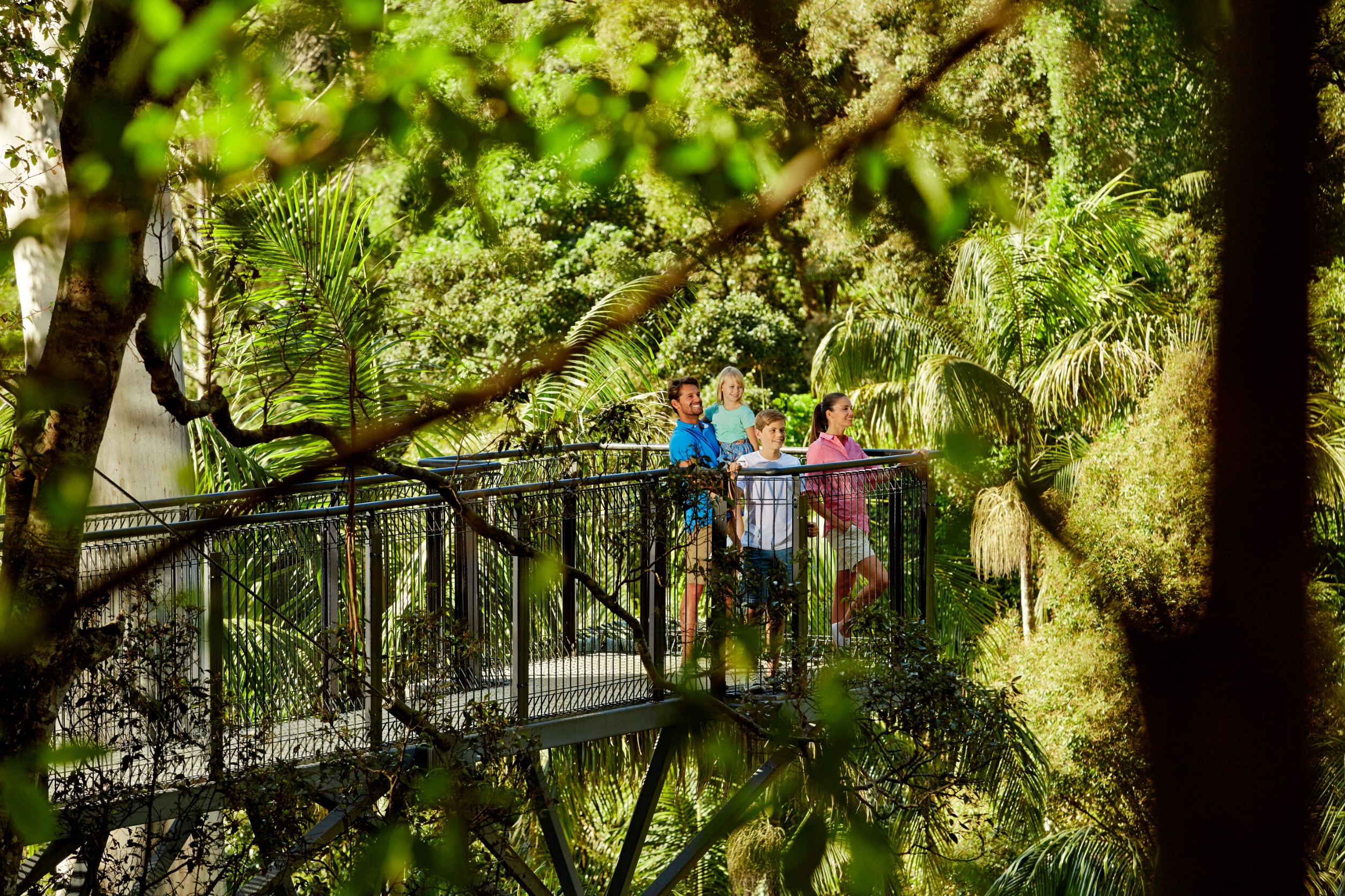 Tamborine Rainforest Skywalk