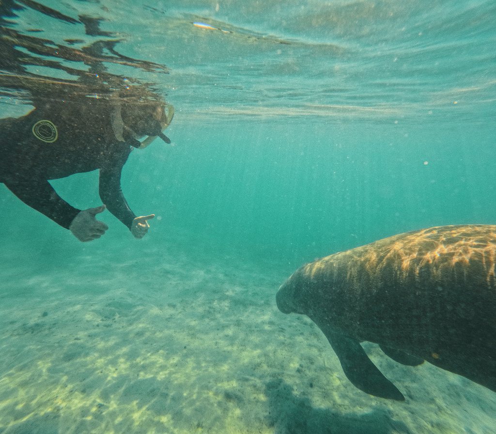 Crystal River/Three Sisters Springs