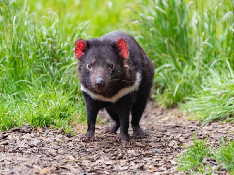 Bonorong Wildlife Sanctuary