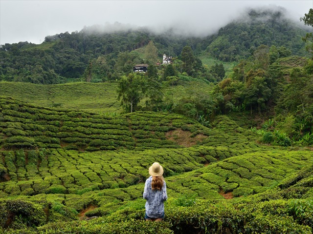 Cameron Highlands