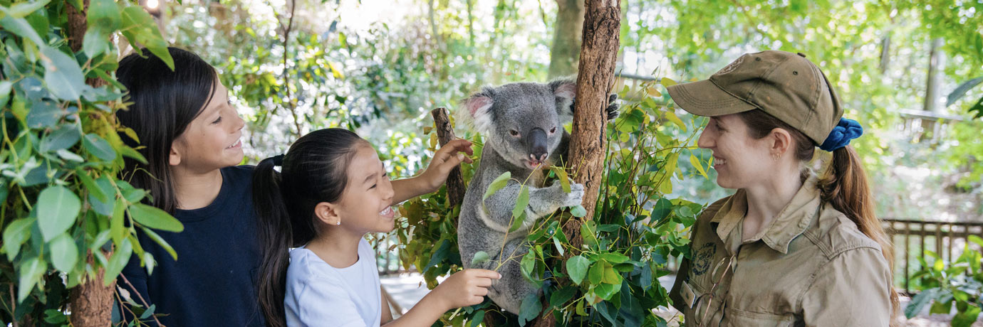 koala sanctuary